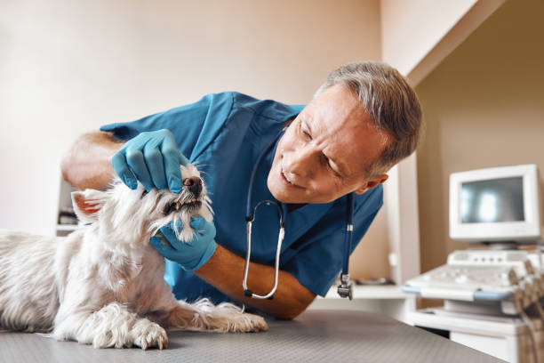 Best Weekend Emergency Dentist in Hilton, NY